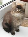 Британские длинношерстные (хайленд) котята уникальных окрасов Питомник британских кошек