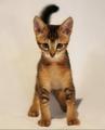 Чаузи (нильская кошка) Питомник абиссинских бенгальских британских кошек